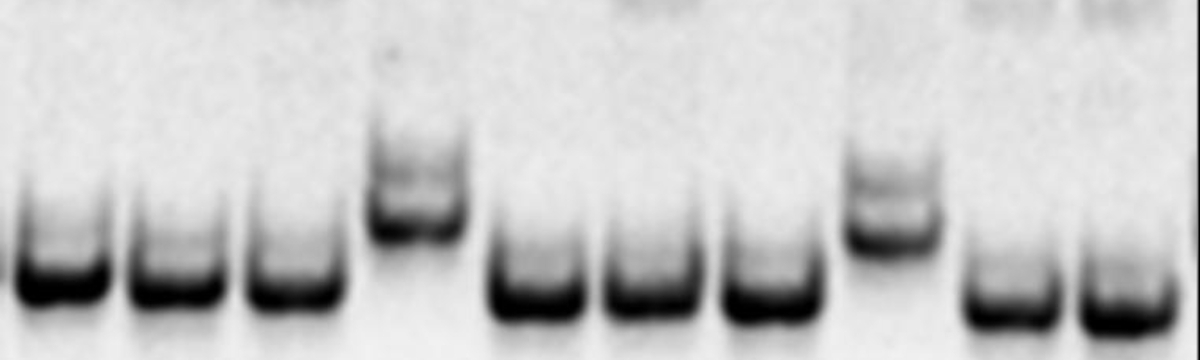 Laboratory of plant genomics 1